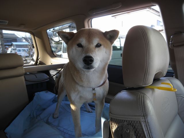 shibainu hanasan