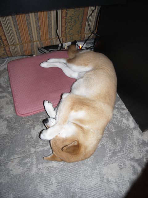 shibainu hanasan