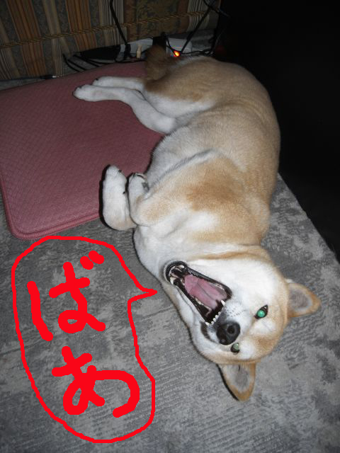 shibainu hanasan