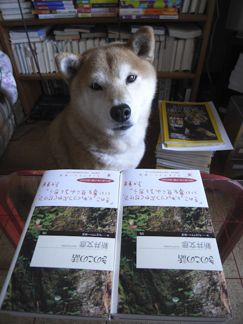 shibainu hanasan kinokonohanashi