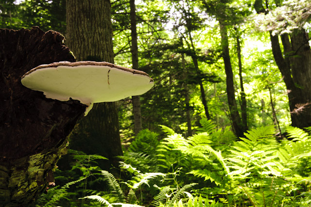 kofukisarunokoshikake