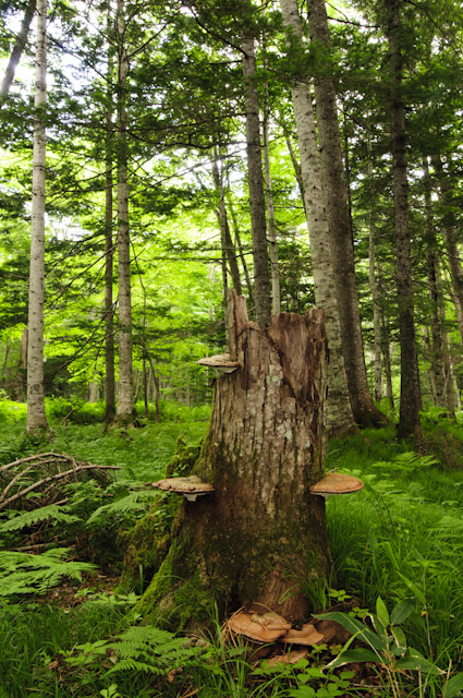 kofukisarunokoshikake