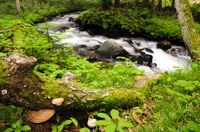 kofukisarunokoshikake