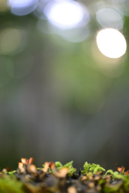 nagaminokurosaratake