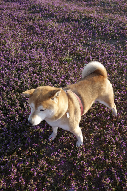 shibainu hanasan