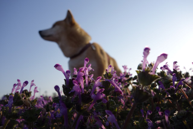 shibainu hanasan