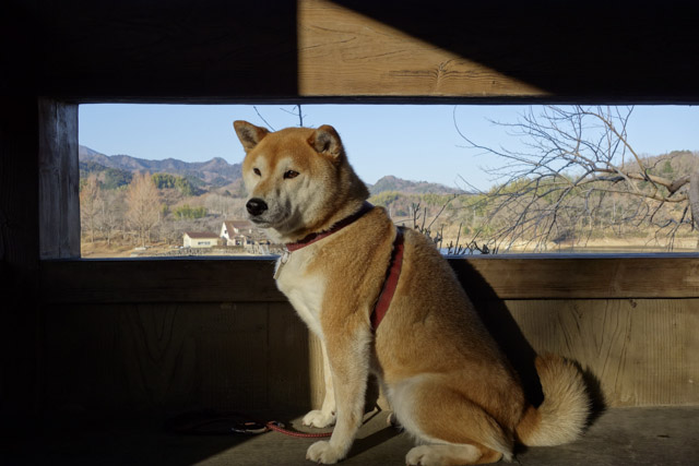shibainu hanasan