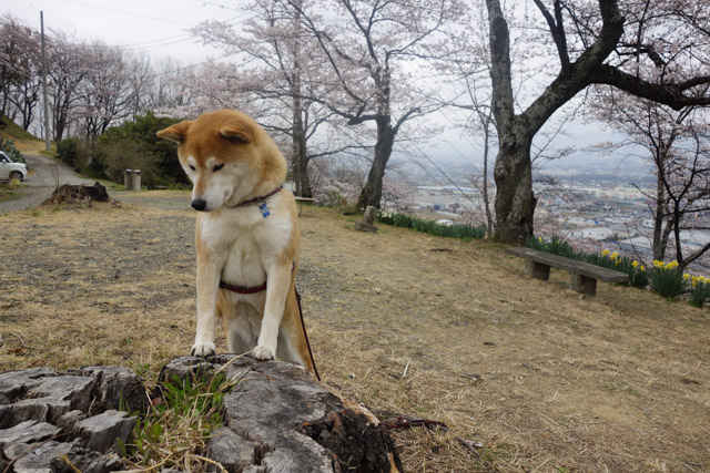 shibainu hanasan