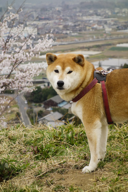 shibainu hanasan