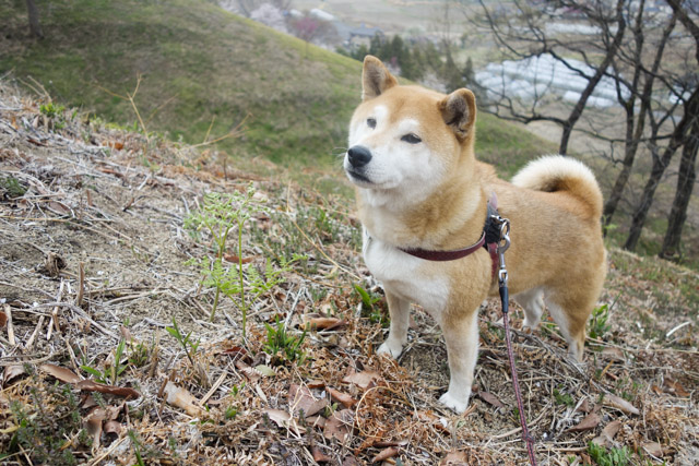 shibainu hanasan