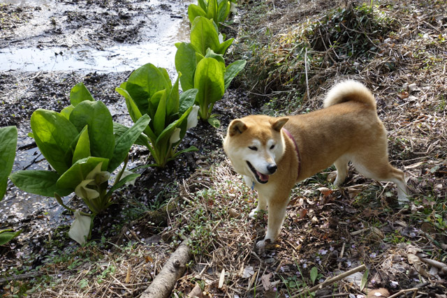 shibainu hanasan