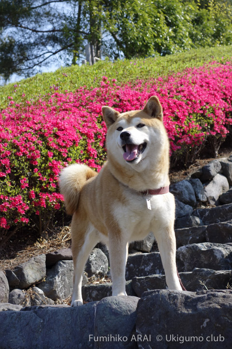 shibainu hanasan