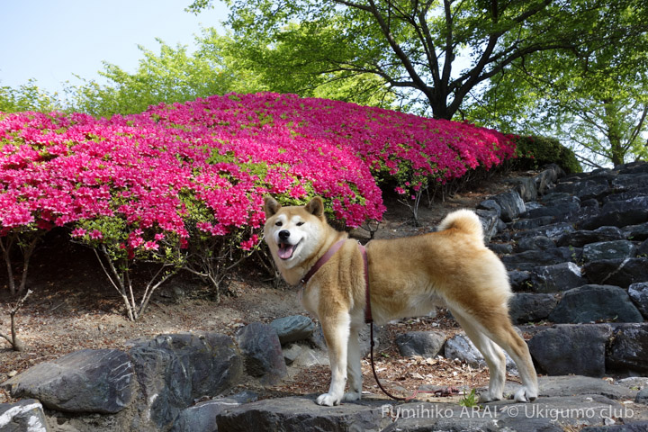 shibainu hanasann