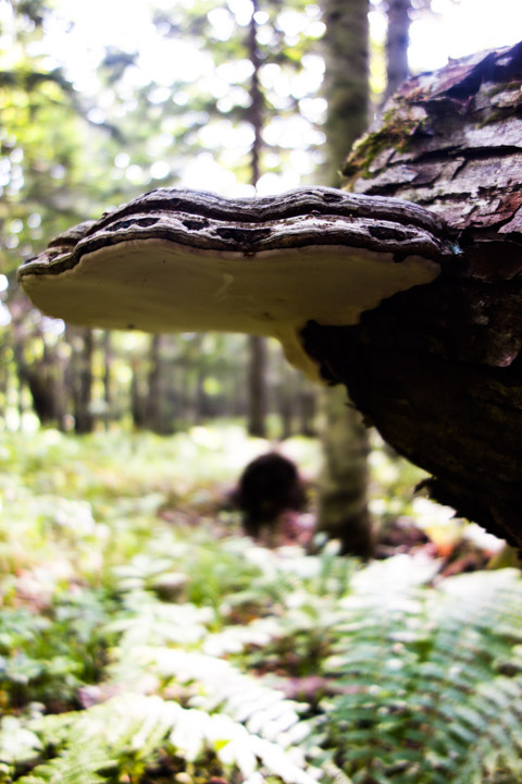 tsugasarunokoshikake