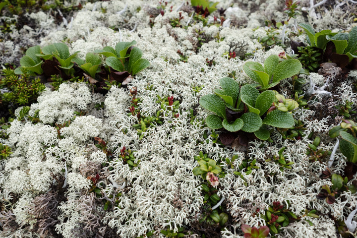 urashimatsutsuji & chiirui