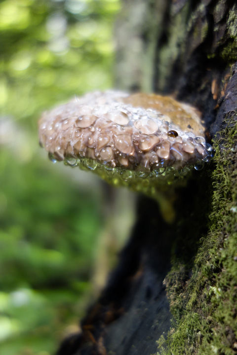 tsugasarunokoshikake