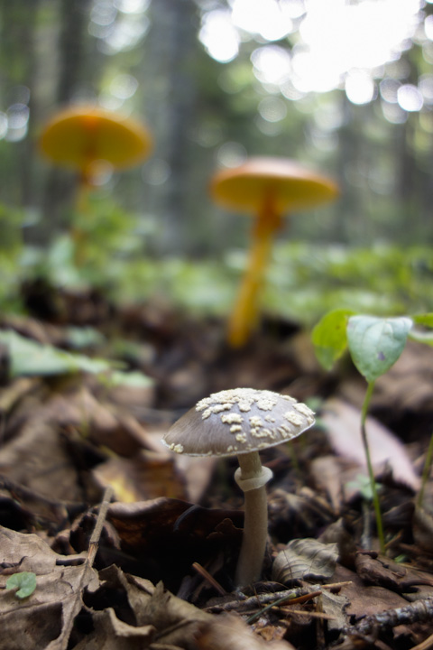 kurokotamagotengutake