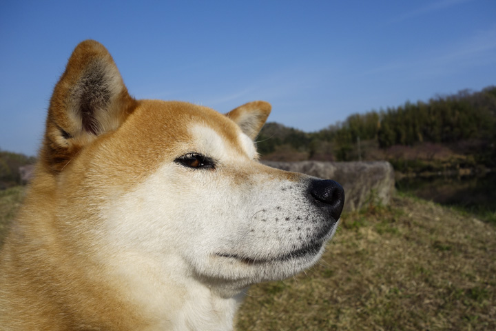 shibainu hanasan