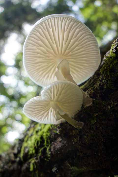 numerisugitakemodoki