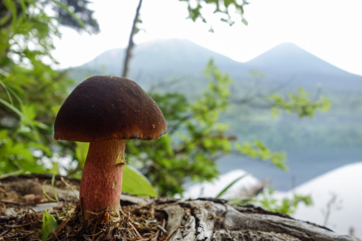 americaurabeniirogawari