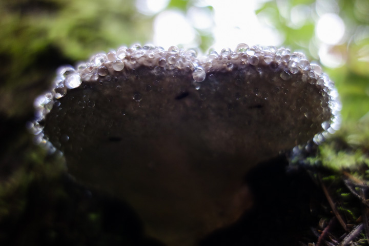 tsugasarunokoshikake