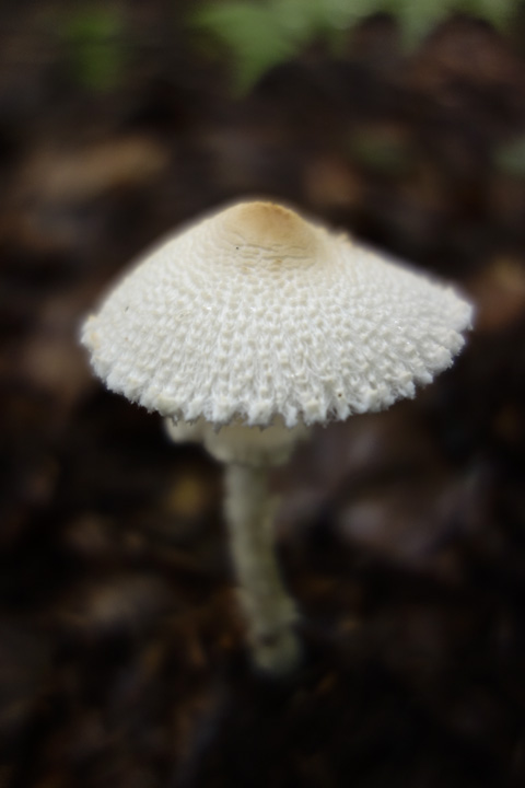 kitsunenokarakasatake