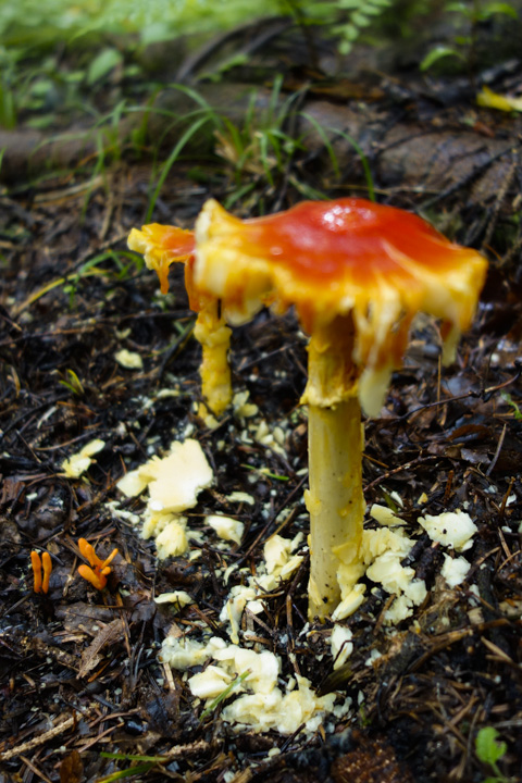 tamagotake/sanagitake