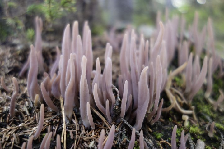 murasakinaginatatake