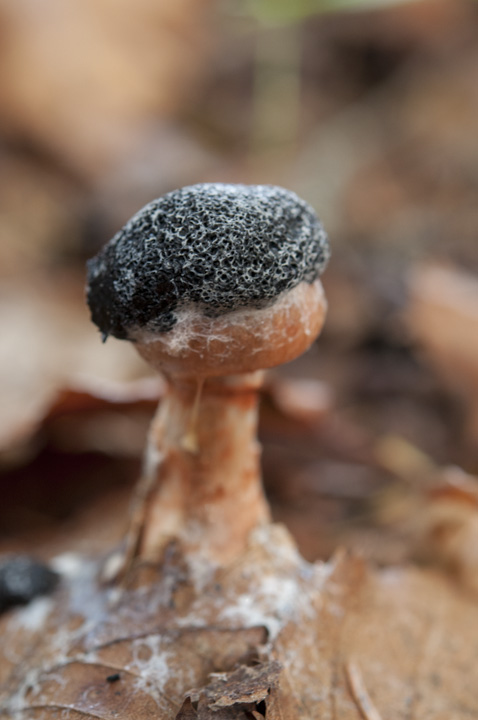 nenkin tsubaaburashimeji