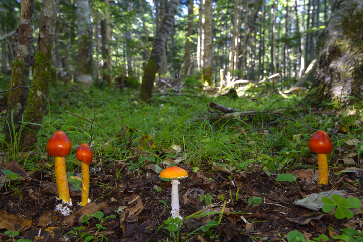 benitengutake/tamagotake