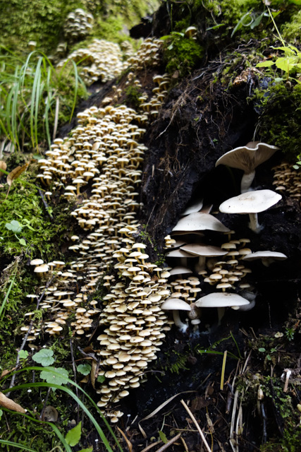 nigakuritake/tanaurabenitake