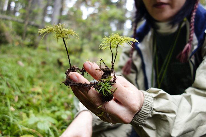 fujinomannengusa/fujii shisyo