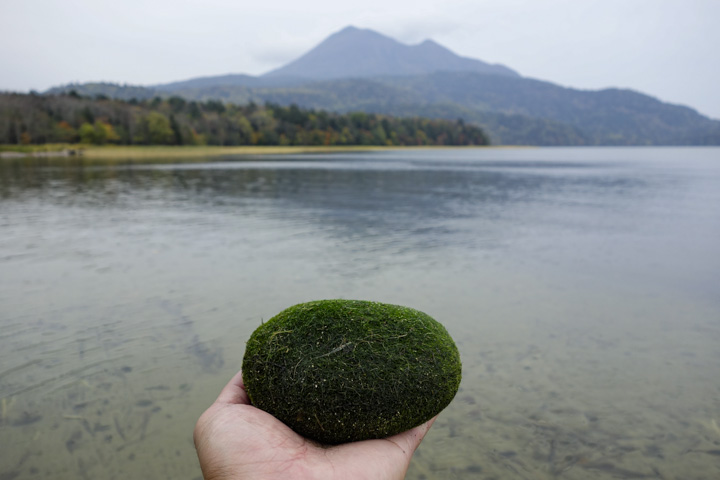 marimo
