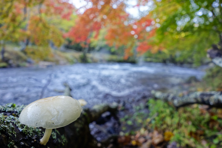 akangawa/numeritsubatake