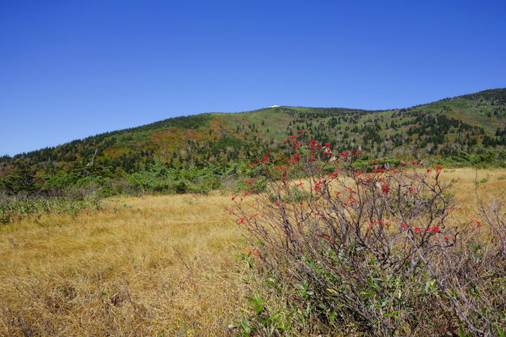 kofukisarunokoshikake