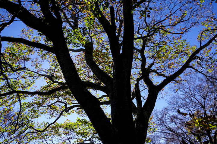 kofukisarunokoshikake