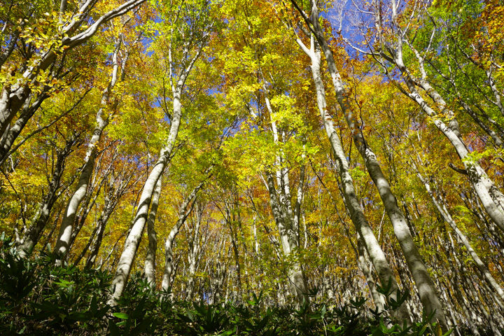 kofukisarunokoshikake