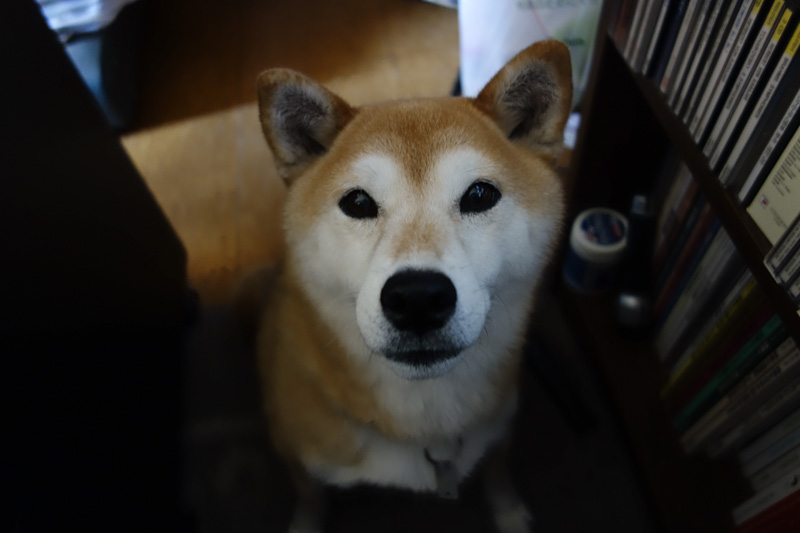 shibainu hanasan
