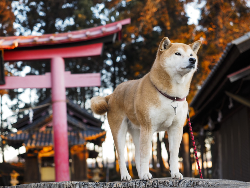 shibainu hanasan