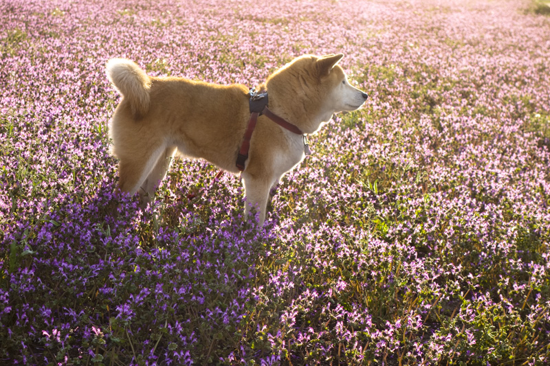 shibainu hanasan