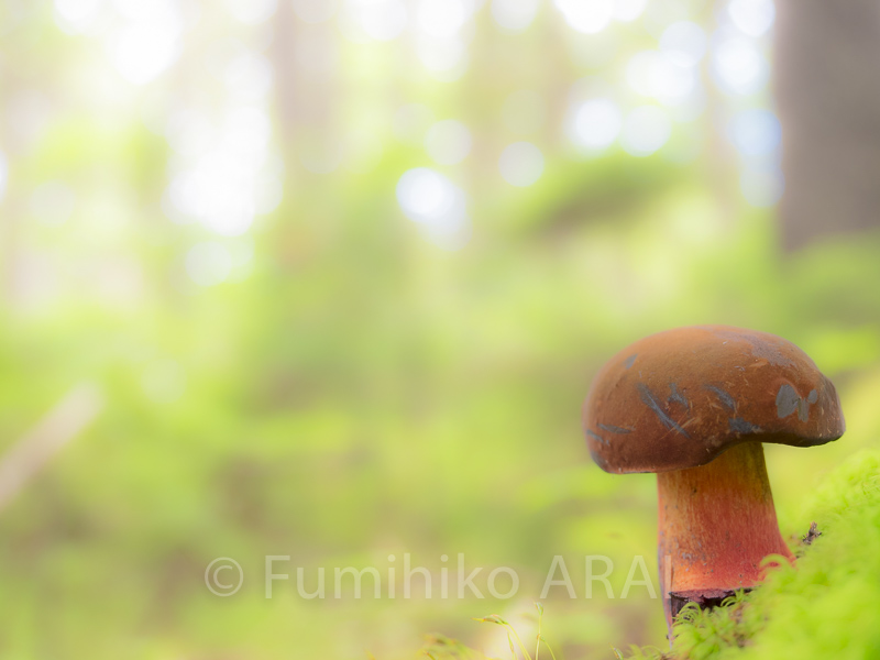 americaurabeniirogawari