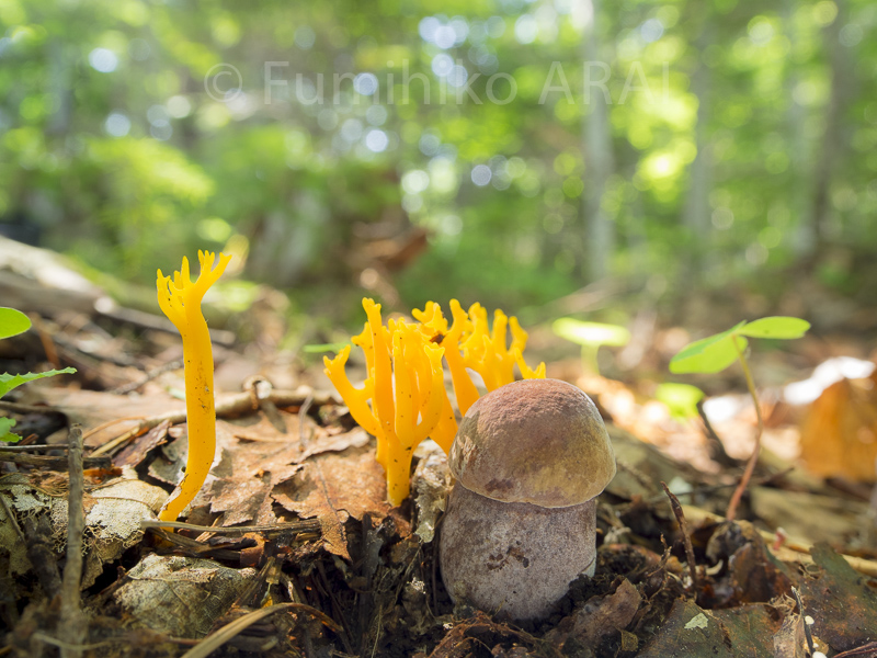 nikawahoukitake/uraguronigaiguchi