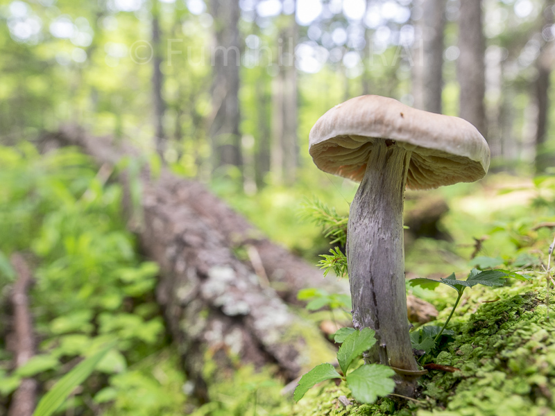 nikawahoukitake/uraguronigaiguchi