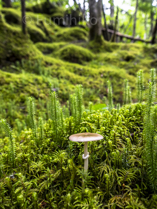 kurokotamagotengutake