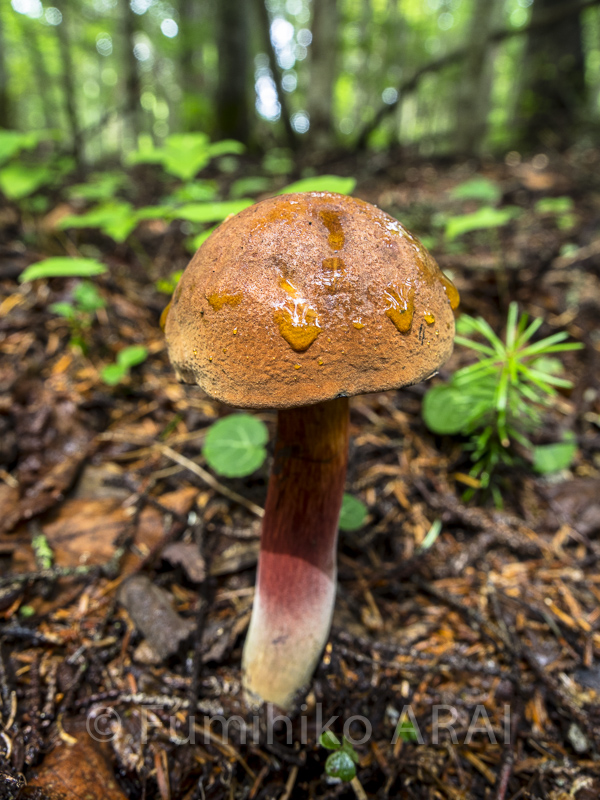 americaurabeniirogawari