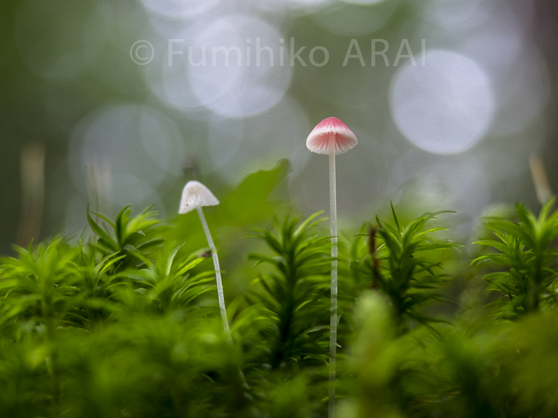 shirokonakaburi/koubaitake