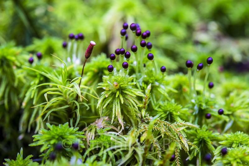 hosobamizugoke/umsugigoke