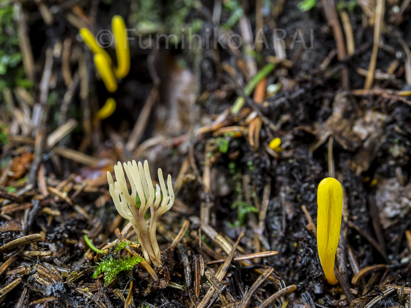 kabairotengunomoeshigai