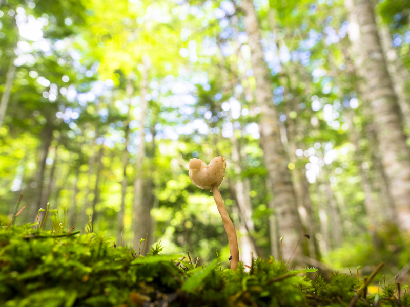 ashibosonoboriryutake