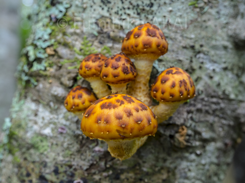 numerisugitakemodoki